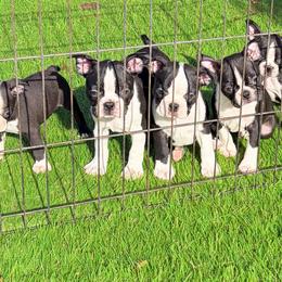 Van - Black and white male Boston Terrier puppy in Fillmore, Illinois from Wind Hill Puppies