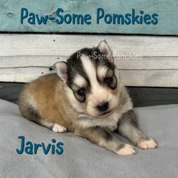 Jarvis - Silver and white male Pomsky puppy in Krum, Texas from Paw-Some Pomskies