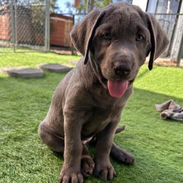 Purple collar - Silver female Dilute Retriever puppy in Valley Center, California from Stunning Silver Bullets Labradors