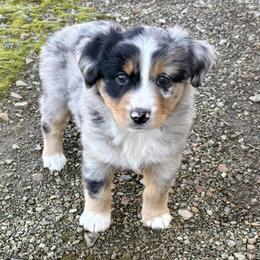 Milo - Blue merle male Miniature Australian Shepherd puppy in Howe, Oklahoma from Tonia Johnson's Toy and Miniature Australian Shepherds