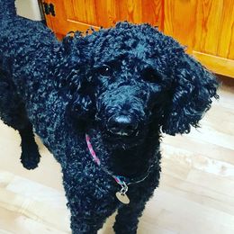 Ruka - Aussiedoodle