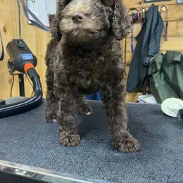 Reese - Chocolate female Goldendoodle puppy in New Ringgold, Pennsylvania from Hawk Mountain Doodles