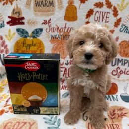 Draco - Apricot male Goldendoodle puppy in Conroe, Texas from Tails of Cypress