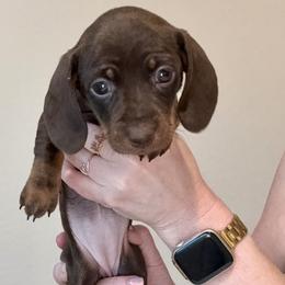 Justice - Chocolate and tan female Dachshund puppy in Wichita Falls, Texas from D&A Doxie Belles