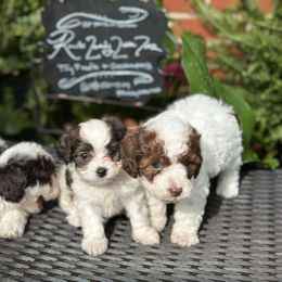 Cockapoo puppies from Rawls Lovely Little Tots