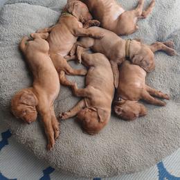 Light Blue - Golden rust male Vizsla puppy in Maineville, Ohio from Izabella Vizslas