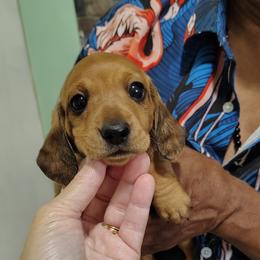 Reserved - Red female Dachshund puppy in Windom, Minnesota from Wyrmhund Dachshunds