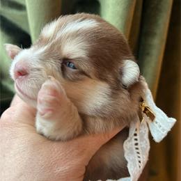 Blaine - Chocolate female Pomsky puppy in Rathdrum, Idaho from Smart Pomskies and Frenchies
