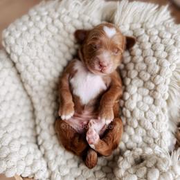 Pier - Red  male Goldendoodle puppy in Syracuse, Indiana from The Doodle Cove