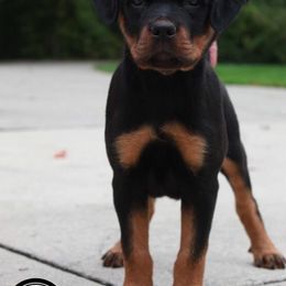 Rottweiler Puppies from Von Fields Rottweiler Kennels