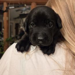 Black Collar - Black male Labrador Retriever puppy in Shrewsbury, Massachusetts from Inna's Labrador Retrievers