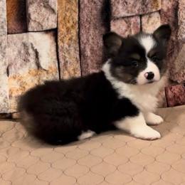 Boy 5 - Black and tan male American Corgi puppy in Visalia, California from VIP Stables
