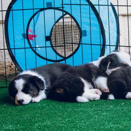 Cardigan Welsh Corgi Puppies from Glacier Cardigan Welsh Corgis