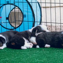 Cardigan Welsh Corgi Puppies from Glacier Cardigan Welsh Corgis