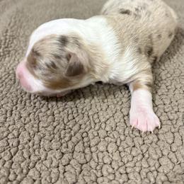 Miniature Australian Shepherd Puppies from Mid-Plains Mini Aussies