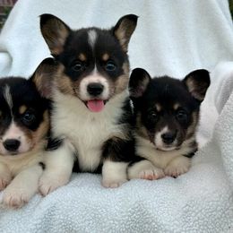 Pembroke Welsh Corgi Puppies from Flat town corgis