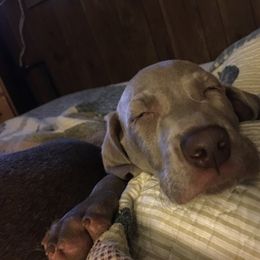Weimaraner Puppies from North Georgia Weims
