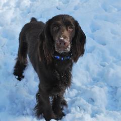 Field Spaniel All Grown Up from Catera Field Spaniels