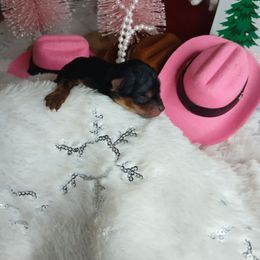 Queen Bria - Black and gold female Yorkshire Terrier puppy in Humble, Texas from Marnax Yorkshire Babies