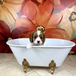 Cavalier King Charles Spaniel Puppies from Ohana Cavalier King Charles Spaniels