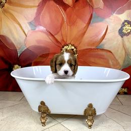 Cavalier King Charles Spaniel Puppies from Ohana Cavalier King Charles Spaniels