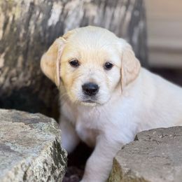 Light pink girl - Light golden female Golden Retriever puppy in Scio, Oregon from Stackhouse Family Farm