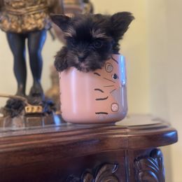 Pomeranian and Yorkshire Terrier Puppies from Dreaming Puppies