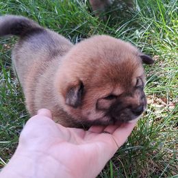 Loaf - Sesame Shiba Inu puppy in Iowa from Jordan's Shiba Inu
