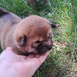 Loaf - Sesame Shiba Inu puppy in Iowa from Jordan's Shiba Inu