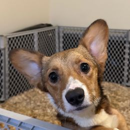 Annabelle - Pembroke Welsh Corgi