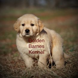 Golden Retriever Puppies from Golden Barnes Kennel