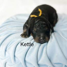 Kettle - Phantom male Goldendoodle puppy in Pasco, Washington from Camp Doodle Woods