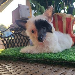 Ppm2 - White and black male Chinese Crested puppy in New Castle, Pennsylvania from Long Rotts & Long Haul Cresteds
