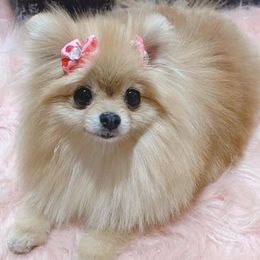 Pomeranians from Seven Seven Pomeranians