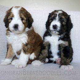 Bernedoodle Puppies from Sonoran Standard Doodles