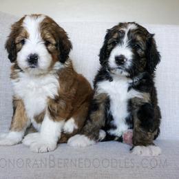 Bernedoodle Puppies from Sonoran Standard Doodles