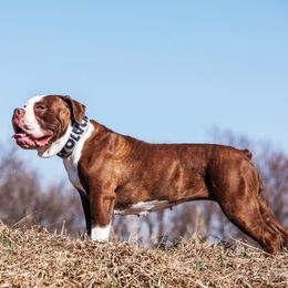 Gemma - Olde English Bulldogge