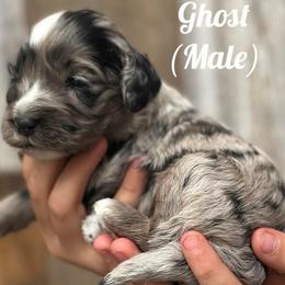 Ghost - Merle male Cockapoo puppy in Payson, Utah from Crandall’s Doodle Barn