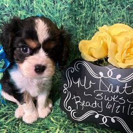 Cavalier King Charles Spaniel Puppies from Lone Star Companion Cavaliers