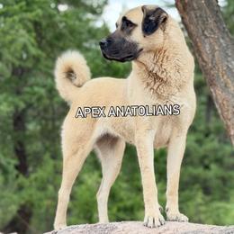 Daisy Duke - Anatolian Shepherd Dog