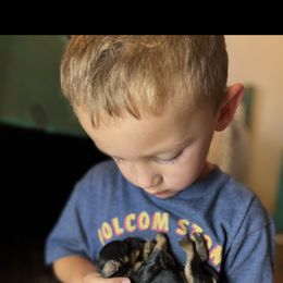 Cavapoo, Cockapoo, Goldendoodle, and Poodle Puppies from Lipscomb Doodles