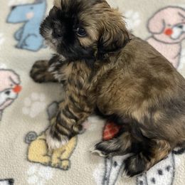 Boy 3 - Red and white male Shih Tzu puppy in Klamath Falls, Oregon from Bel Aire Beauties