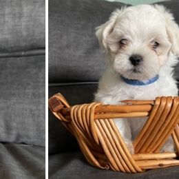 Shichons and Shih Tzus from Candice's Shichons