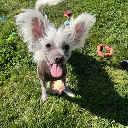Zena - Palomino female Chinese Crested puppy in Springfield, Oregon from Rose’s Chinese Cresteds