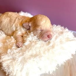 Puppy 4 - Brown female Maltipoo puppy in Hephzibah ( Richmond County ), Georgia from Healing Pawz LLC