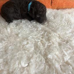 Dark Blue Boy - Brown roan male Lagotto Romagnolo puppy in Farmington, New Hampshire from Millie Grace Haven