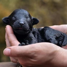 Baaaaaaa - Pink Collar - Black female Poodle puppy in Springfield, Oregon from Valaurah Farms