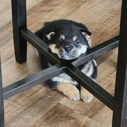 Shiba Inu Puppies from Pineapple Kennels