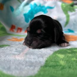 Tarragon - Black and tan female Dachshund puppy in Spring Creek, Nevada from Hobby Horse Mini Doxies