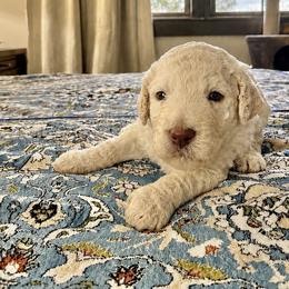 Dark Blue Collar Male - White male Poodle puppy in Screven, Georgia from Dreamland Standard Poodles